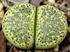 Lithops terricolor